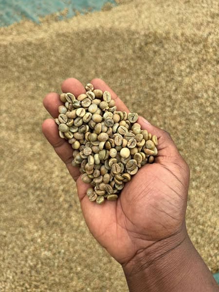 coffee beans ready for export+27719755564