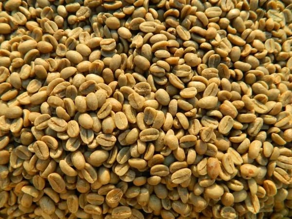 top-quality Ugandan robusta and Arabica coffee beans? Contact +27719755564