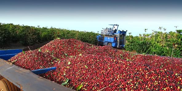 top-quality Ugandan robusta and Arabica coffee beans? Contact +27719755564