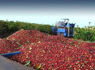 coffee beans ready for export+27719755564