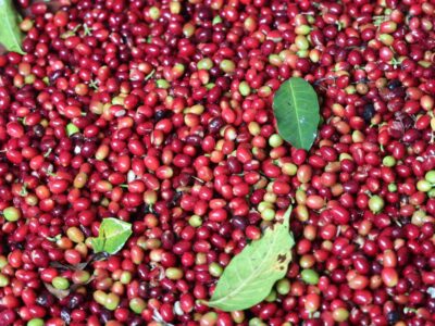 Coffee producer +256790560642 sustainable transformation of coffee Barbados, Riyadh
